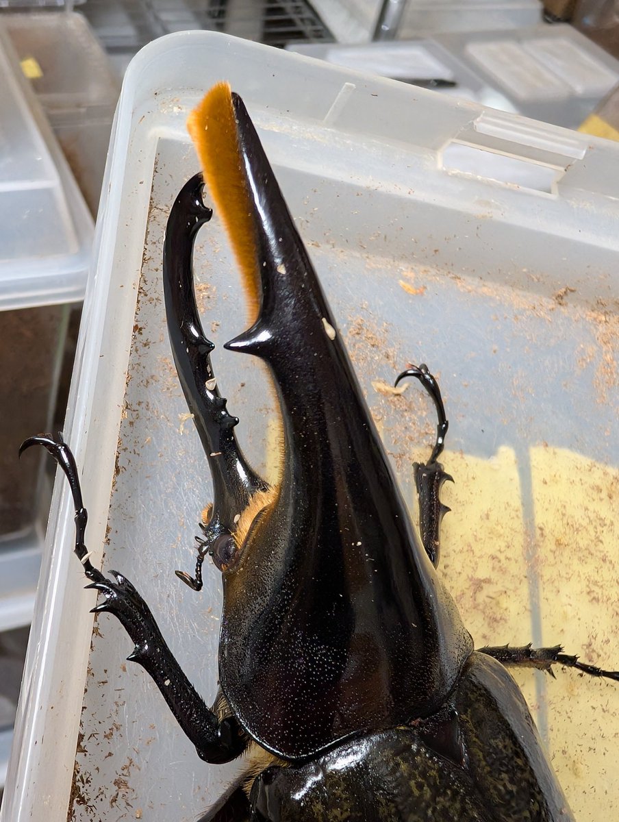 虫の兄ちゃん@兜鍬武蔵 (@anchan_kabukuwa) / Posts / X