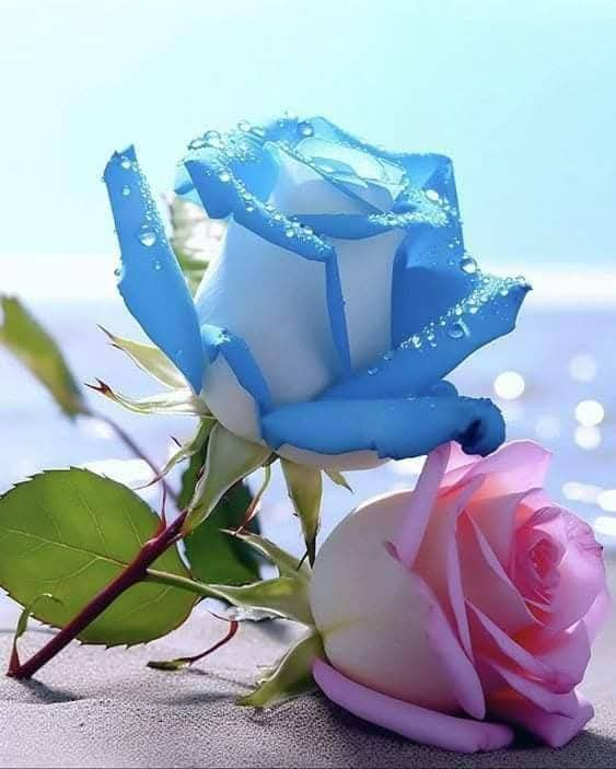 இந்த வருஷமாவது ஏதாச்சும் propose வந்துச்சா ?

கிரெடிட் கார்டு மினிமம் பேலன்ஸாவது கட்டச்சொல்லி பேங்க்ல இருந்து போன்தான் வந்துச்சு.
#இனியகாலைவணக்கம்.