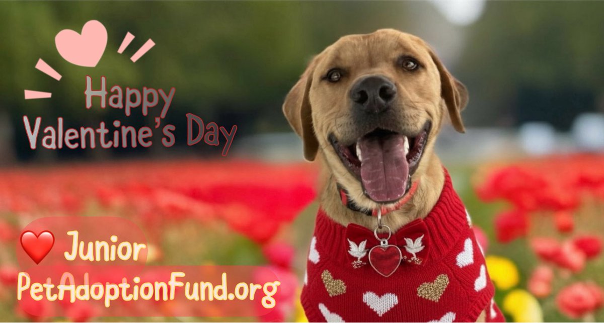Pet Adoption Fund tweet media