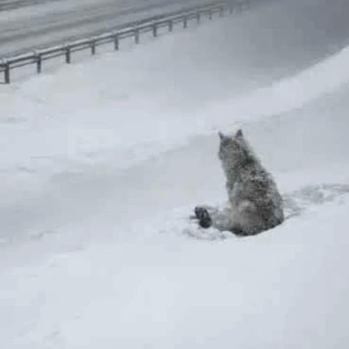 King Goblin tweet media