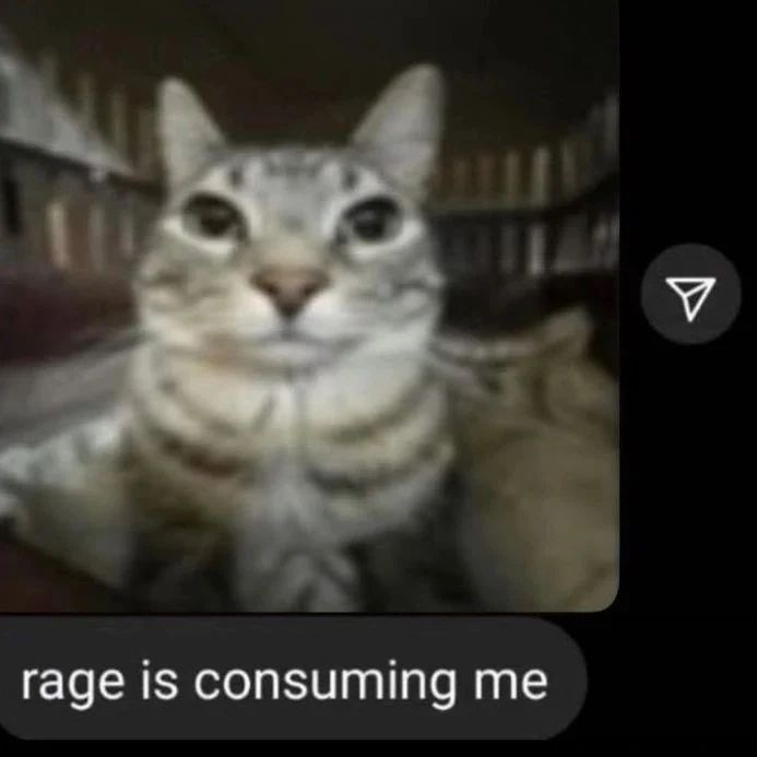 Punch Cat (@punchingcat) on Twitter photo 