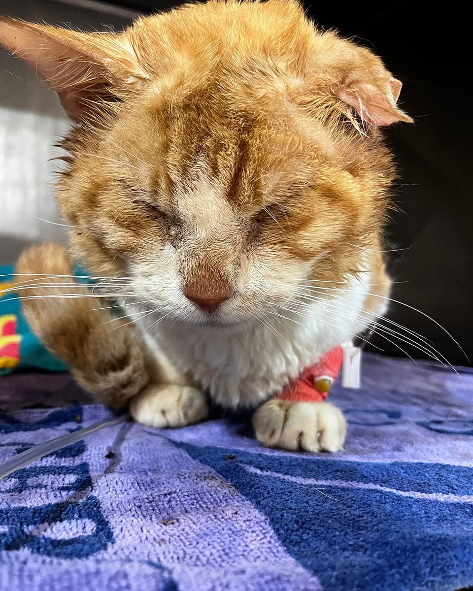 Roger update: he remains hospitalized and is on IV fluids and antibiotics to treat his ear infections and help with kidney function. The latter is our biggest concern; if his kidney values don’t show improvement on Monday, we will be faced with some hard decisions.

PAYPAL INBIO.