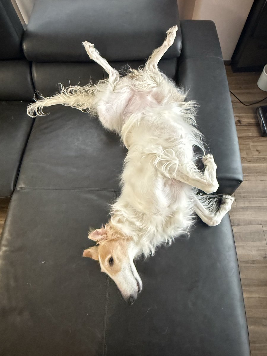 サクサラ (@sakurabolu) on Twitter photo 