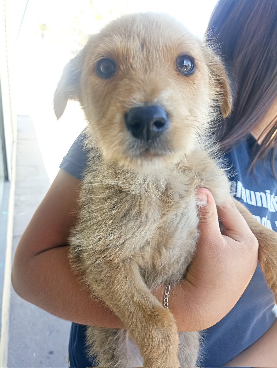 Hoy abandonaron a este bebé afuera de la prepa, lo bajó de la camioneta una mujer irresponsable.
Los chicos lo cargaron, lo metieron al salón y le dieron de su lonche... al terminar el día Henry lo adoptó. Hoy ya tiene una familia.