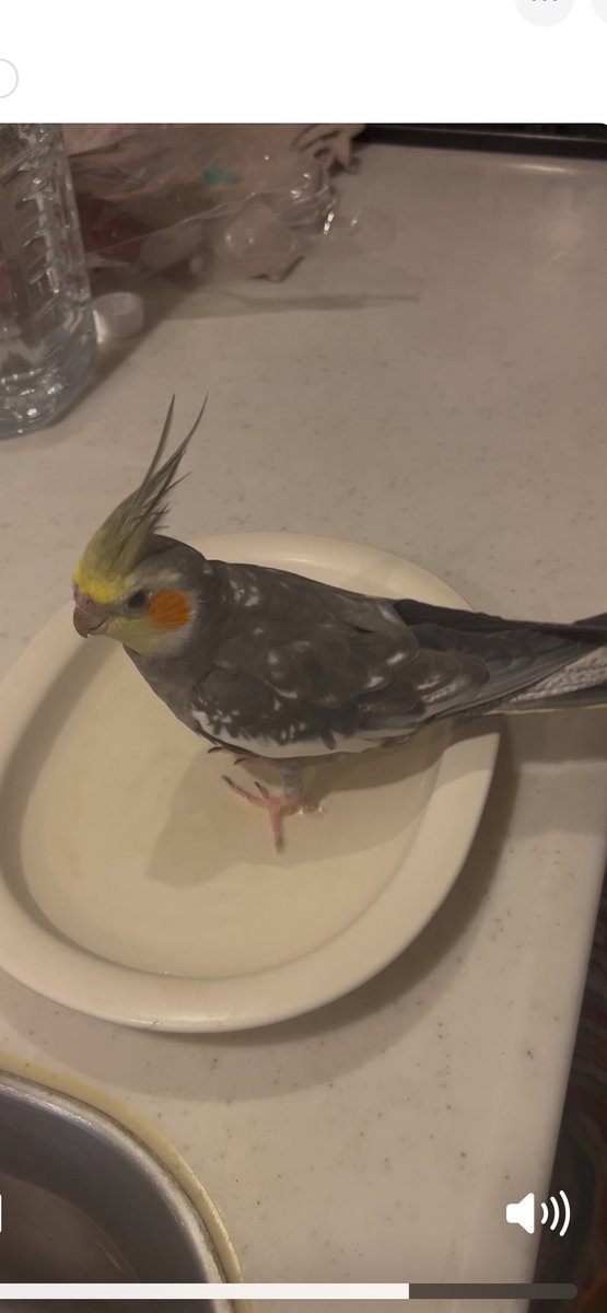 TSUBASA6077's tweet photo. 【拡散希望】
オカメインコの迷子情報です

場所：大阪府八尾市
日時：26/2/11 16時
名前：ハッピー
特徴：頭によく乗ります

情報お持ちの方、下記までご連絡を
npotsubasa@tsubasa0615.org
情報拡散のご協力お願いします https://t.co/z4oWbpssNN