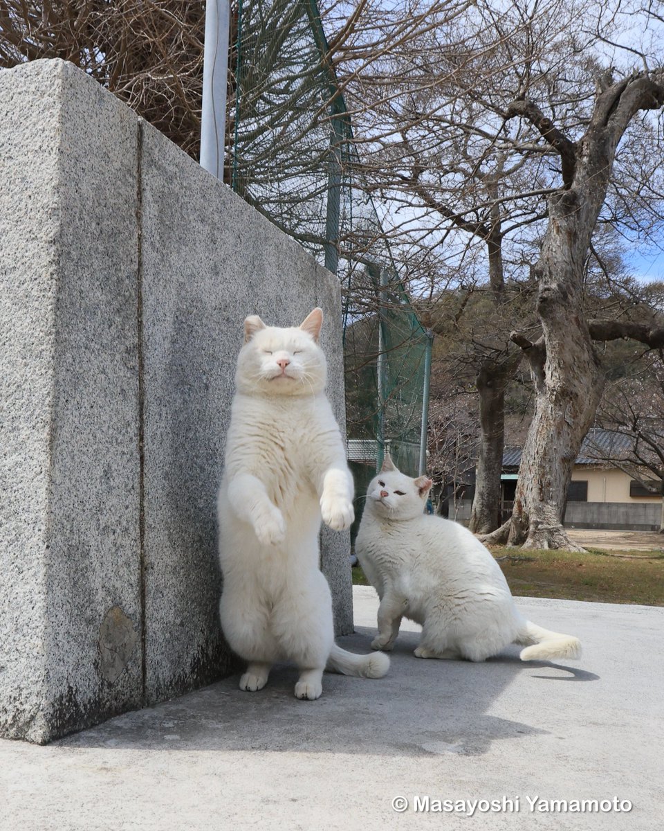 ︎山本 正義 (Masayoshi Yamamoto)立ち猫®︎ (@nekoiroiro) / Posts / X