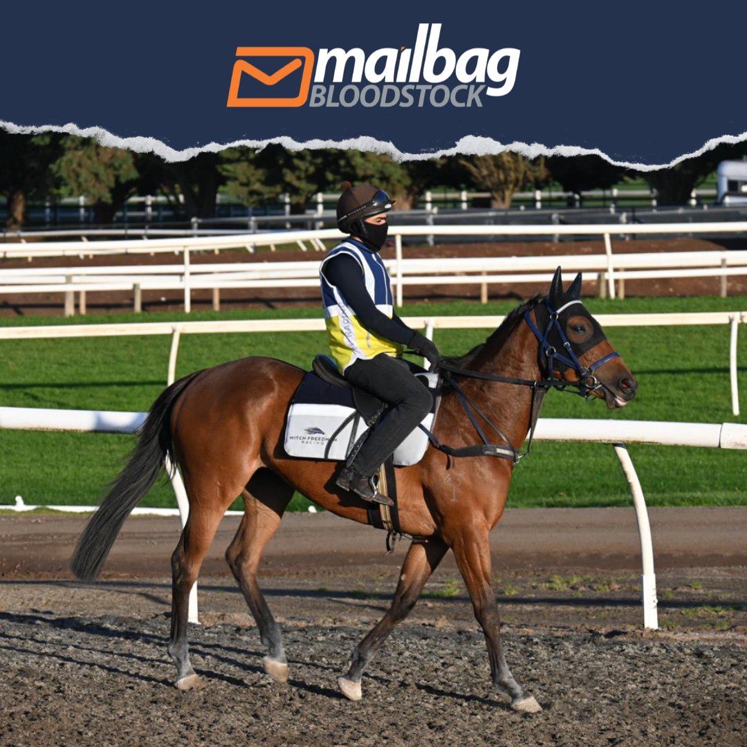 TMBBloodstock's tweet photo. #Velia heads to Goulburn (R4) today aiming to return to winning form. She hasn’t had much luck in her last couple of runs, but she finds a winnable race here. With a good draw and the claim from a promising apprentice, we expect her to be very competitive and hard to beat.
Good luck to the connections! 🤝