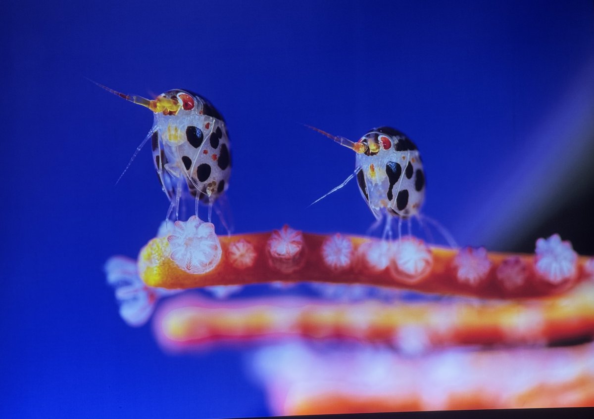 Molly Rhodes tweet media