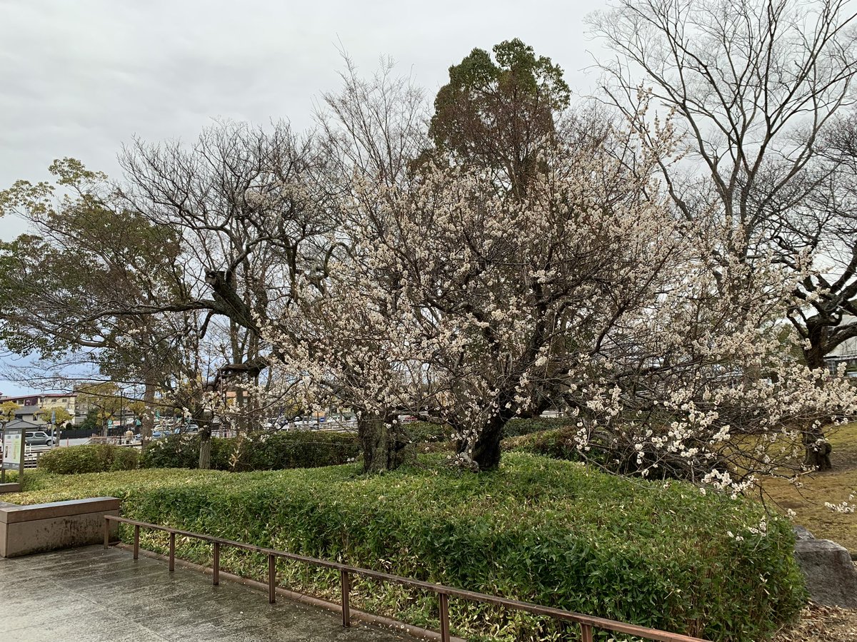 senba_coffee's tweet photo. 昨日、　#茨城県立近代美術館　#藤田嗣治　の企画展を見てきました。梅祭りの期間やってます。　梅も甘くいい香りがしていました。 https://t.co/C5iXhKnbil