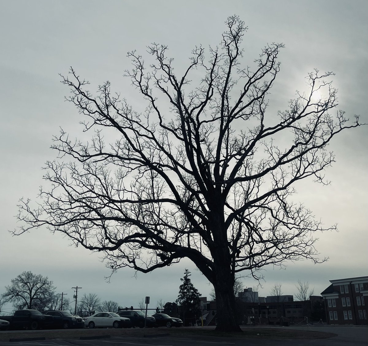 This is not my favorite tree on the TTU campus, but it’s a close second.