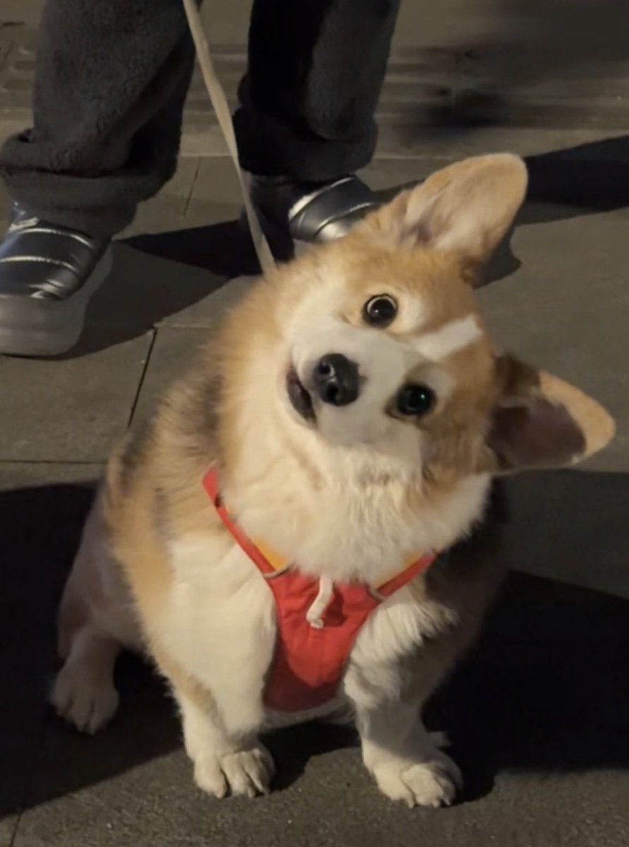 💖 (@twaniimals) on Twitter photo 