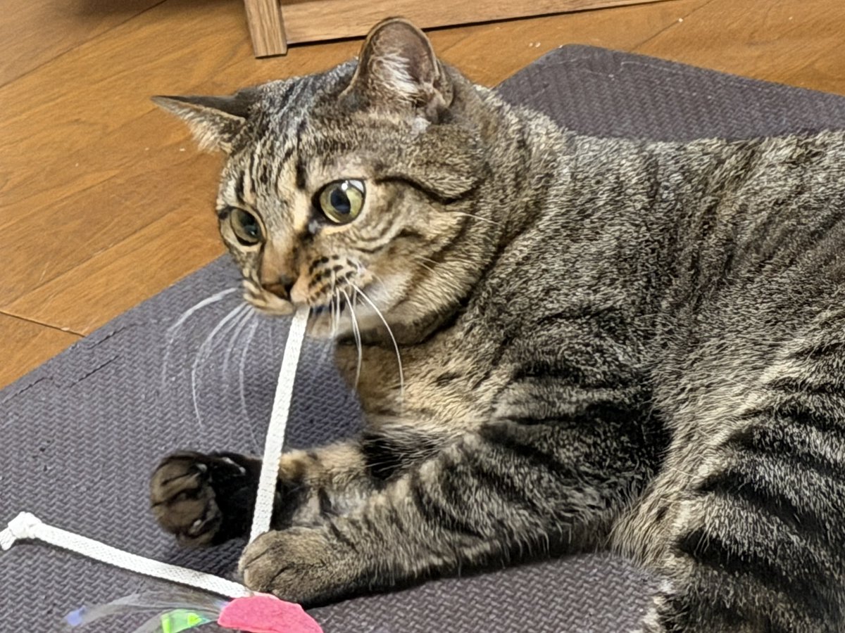 旅猫 (@tabinekocat) / Posts / X