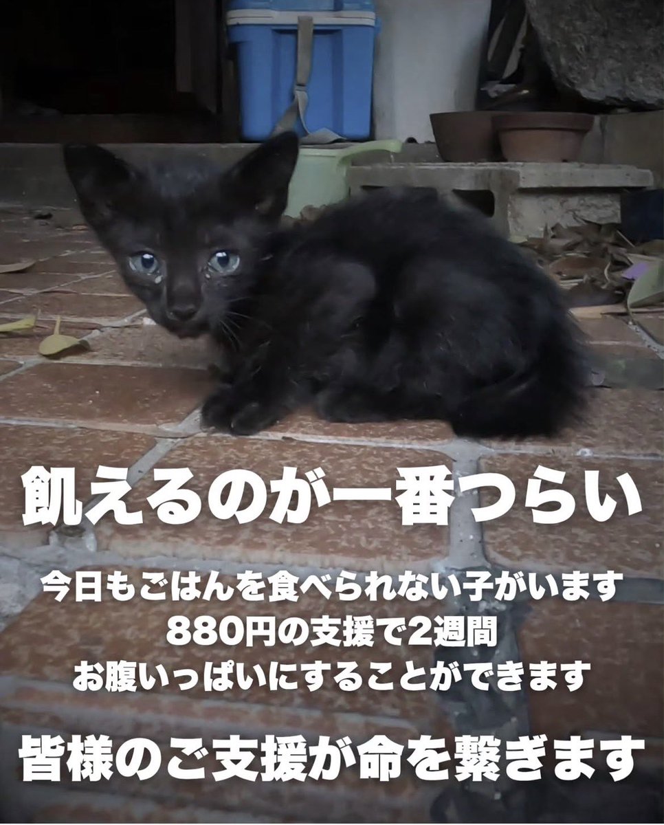 拡散希望

今この瞬間も飢えに苦しみ
命の危機にある猫達がいます

愛護活動専用に開発された
フードです

1キロ880円からご注文いただくと、全国の保護活動家にフードが届けられます。
880円から始められる保護活動に是非ご参加ください🙏
ご注文はこちら↓
keytailfukuoka-shop.stores.jp