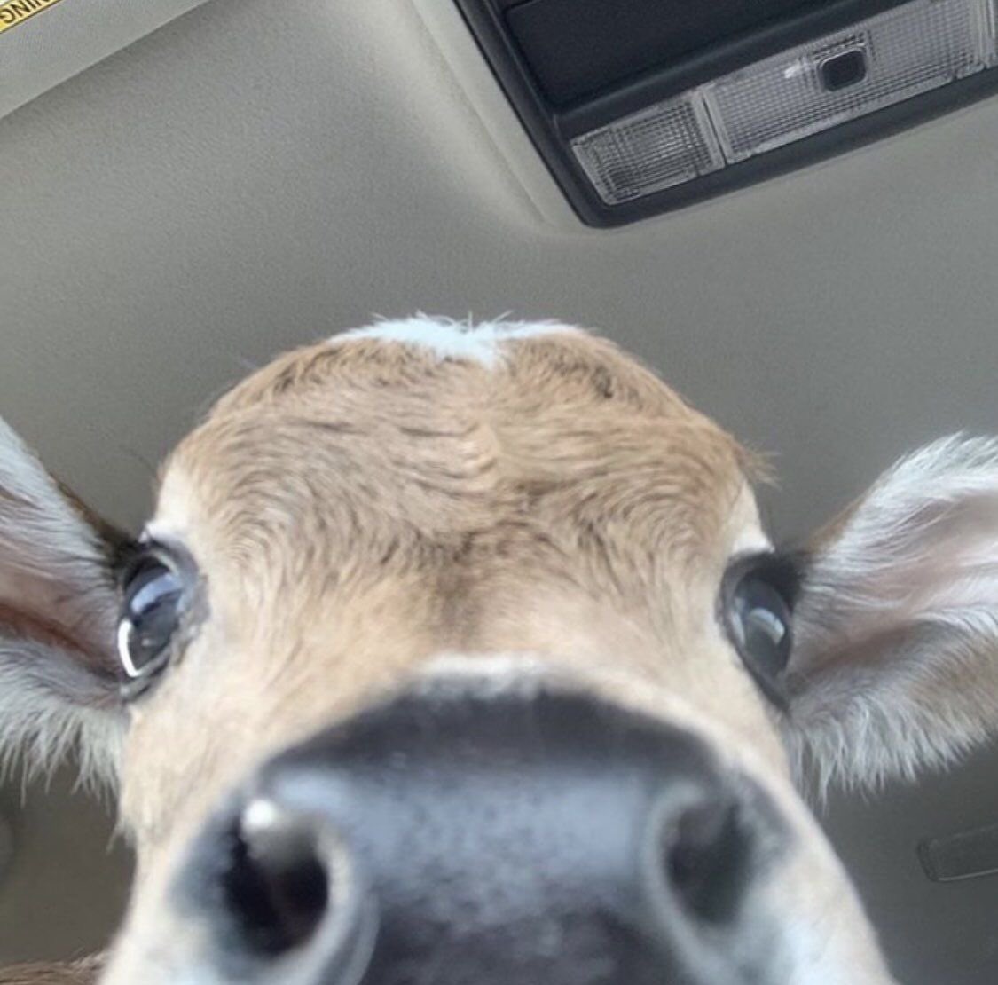 twaniimals's tweet image. 