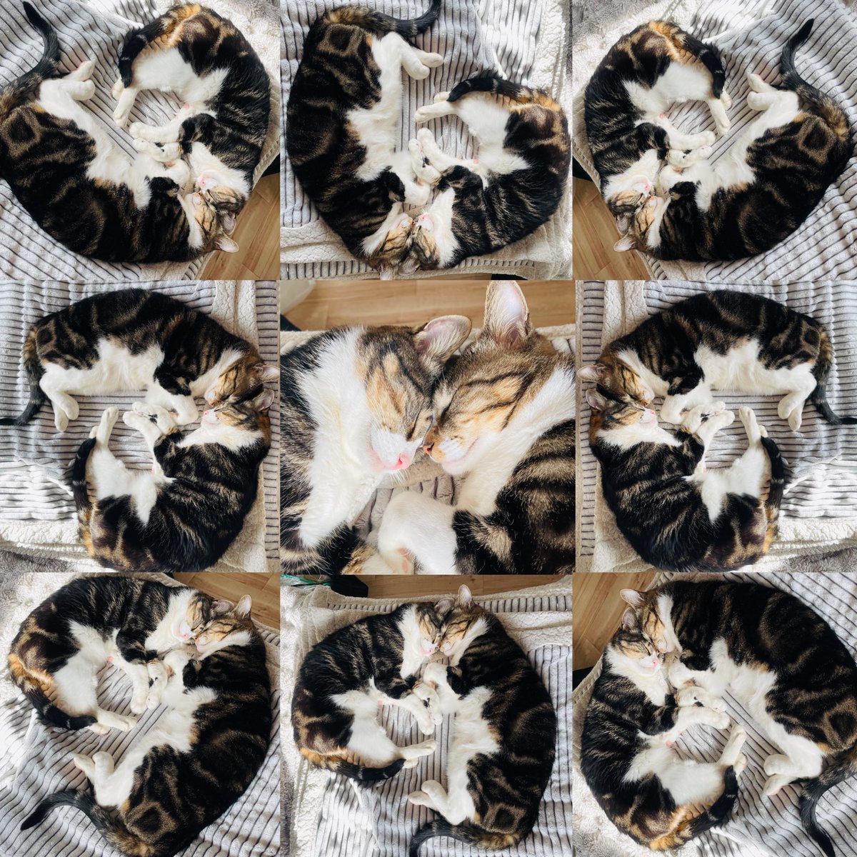 FxXxn0's tweet photo. 猫万華鏡
#おはよう 
#猫好き 
#保護猫 
#チセコロウタラ https://t.co/iM9CI3AzNC
