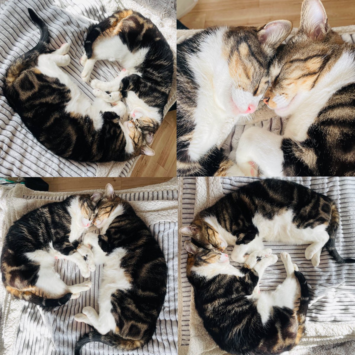 FxXxn0's tweet photo. 猫万華鏡
#おはよう 
#猫好き 
#保護猫 
#チセコロウタラ https://t.co/iM9CI3AzNC