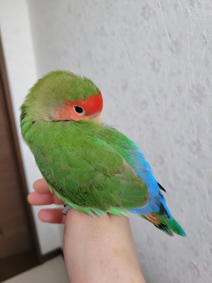 momo087087's tweet photo. 【迷い鳥】ｺｻﾞｸﾗｲﾝｺを探しています
■2月11日㈬ 午前7時半頃～行方不明
■埼玉県 加須市花崎周辺にて
■名前ｴﾏ（人慣れしてます)、2歳、15cm、体は緑、顔は赤

保護・目撃情報がありましたらご連絡下さい、お願いいたします。

#インコ
#迷い鳥
#加須市 
#花崎 
#拡散希望 https://t.co/JMMraT2quo
