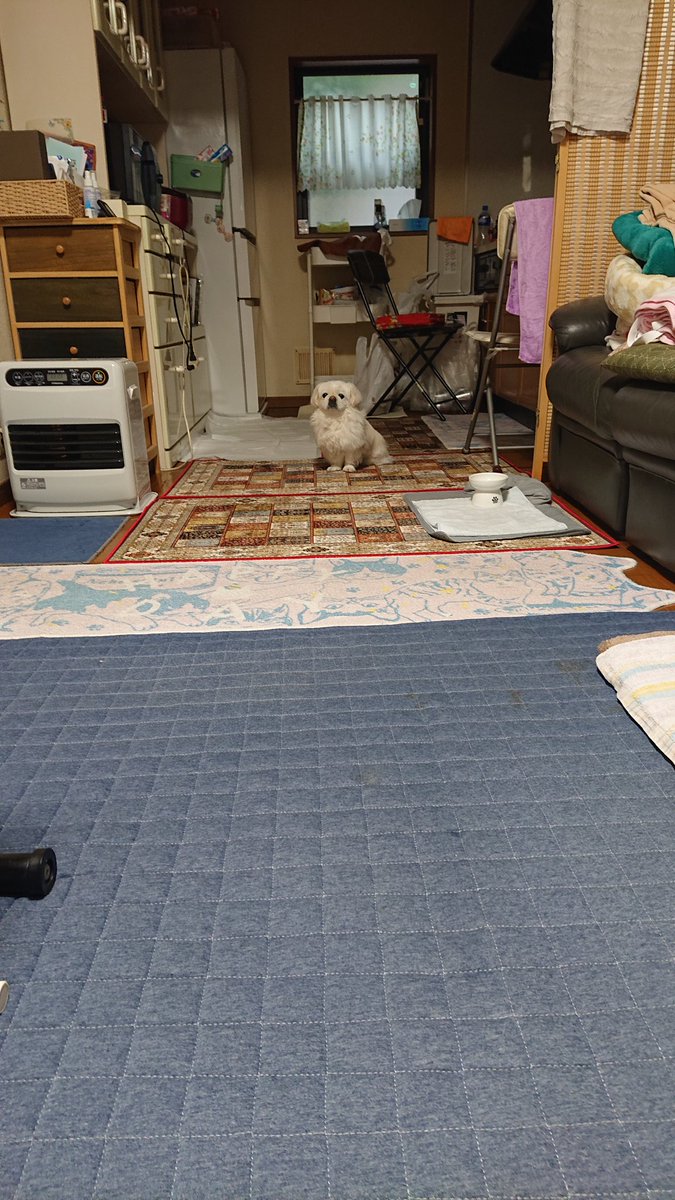 かおりん (@shiro0201_111) on Twitter photo 