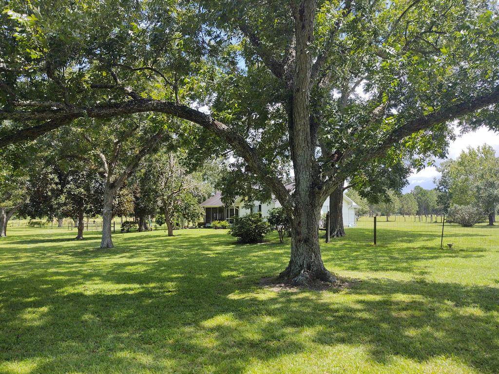 North Florida pecan farm