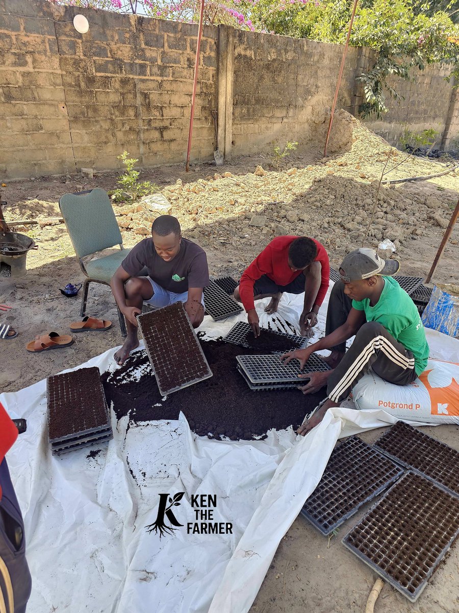 “Can I use normal soil on seed trays?”

That question has camped in my comment section every time I post seed sowing content .

Short answer? You can but I don’t.
I used to use normal soil in trays. And let me tell you maina, I learnt the hard way.

Now I prefer peat moss or