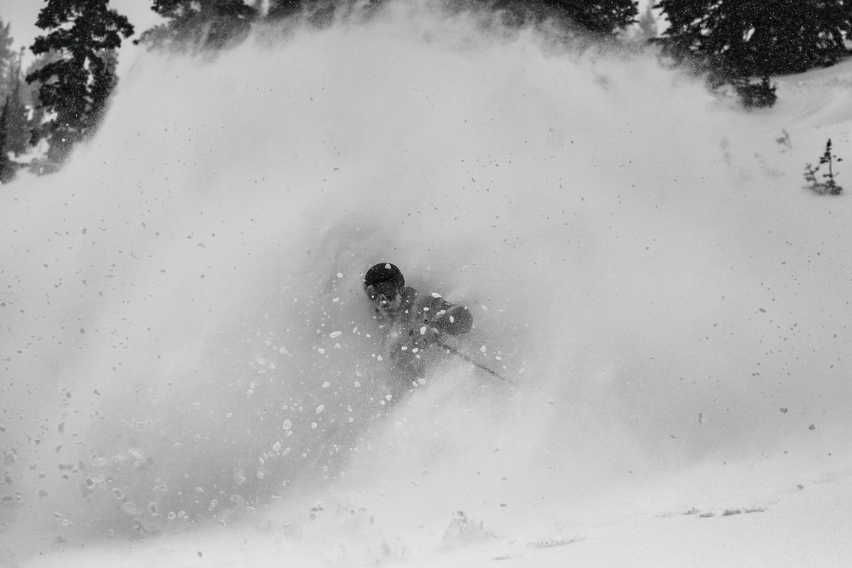 Snowbird tweet media