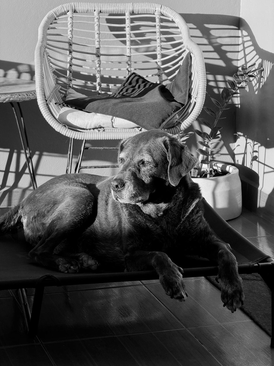La noticia que nunca quise recibir llegó. Luego de 14 incondicionales años mi preciosa Kiwi cruzó el arcoíris. Su ausencia deja un vacío enorme en nuestra casa y nuestro corazón ♥️.