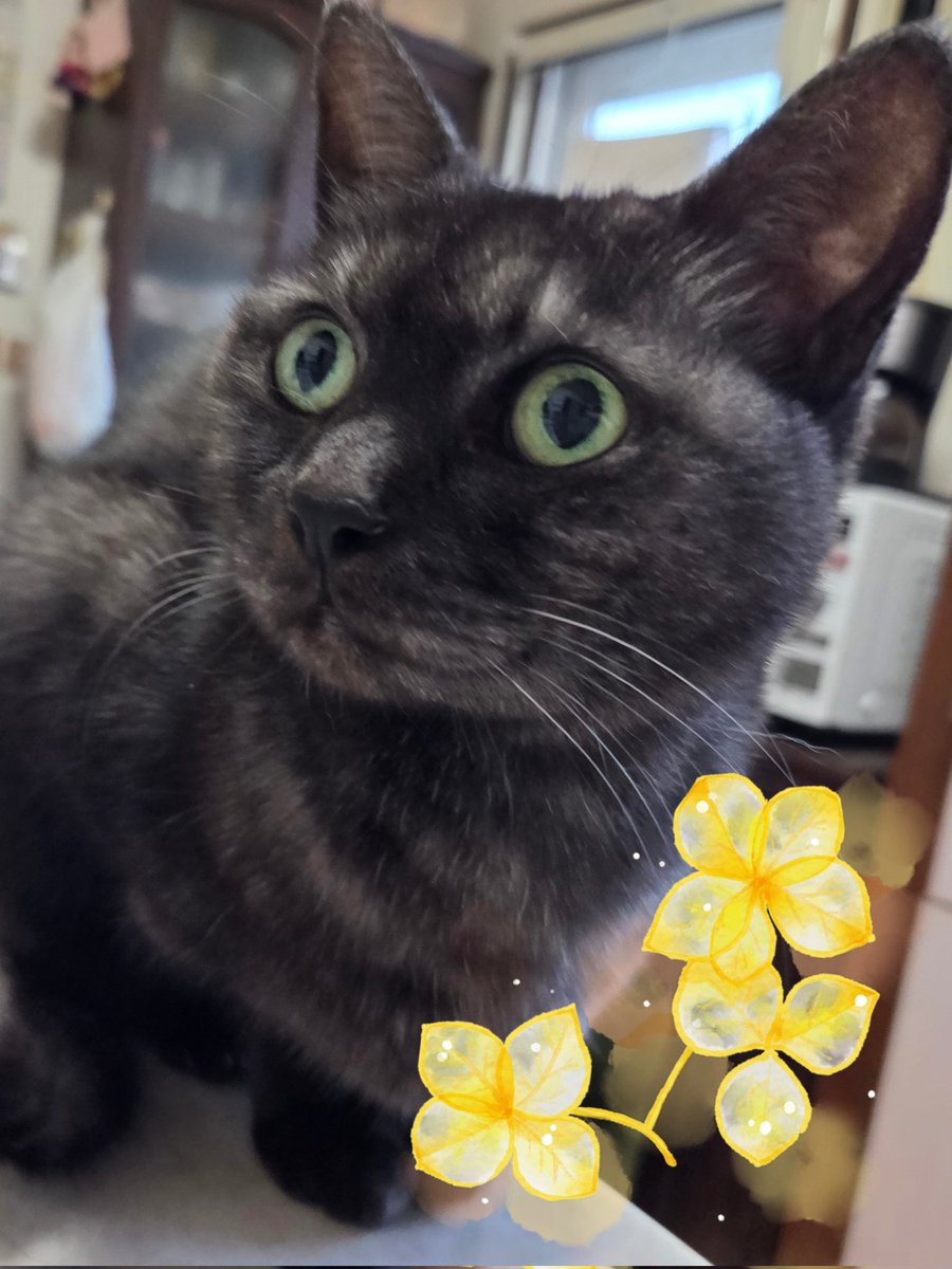 今日はワンニャンの日だって！🐶🐱 犬も猫も幸せな世の中になります