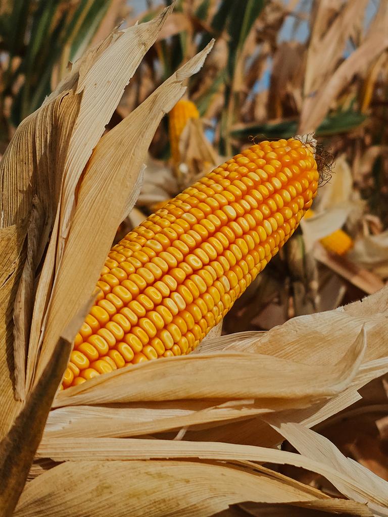 José Bertorello tweet media