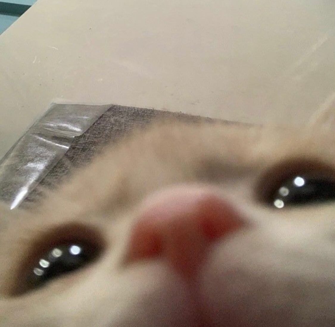 Punch Cat (@punchingcat) on Twitter photo 