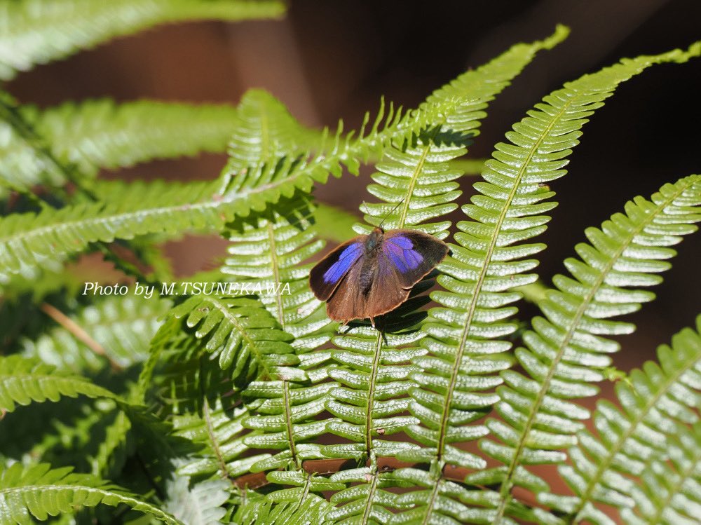 Makoto Tsunekawa tweet media