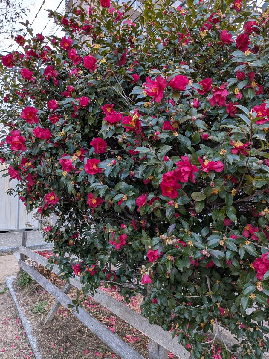 朝の月に誘われて
独り歩いてきました🚶‍♀️

わたしという名の物語は
最終章✨
ひと知れず
されど誇らかに咲け🌹

ああワタシはサンパレスベイベー
ふゆいーちーごー🍓😆
皆さん良き一日を過ごされますように🙏✨
#宮本浩次
#冬の花