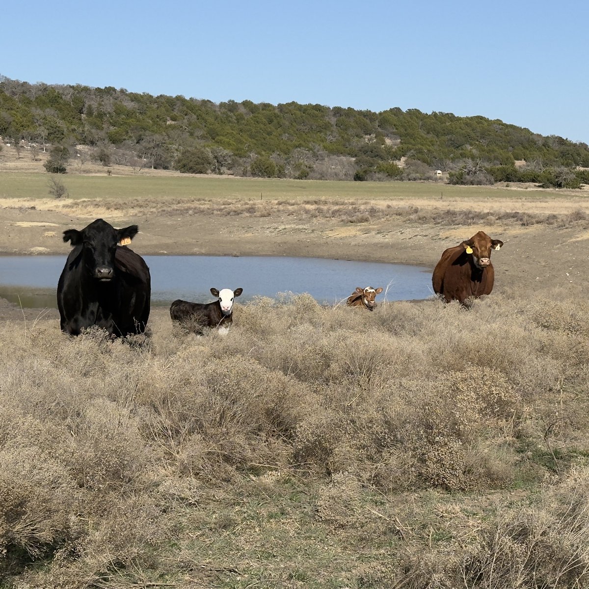 Always love pulling up and seeing new babies. Cows make me smile.