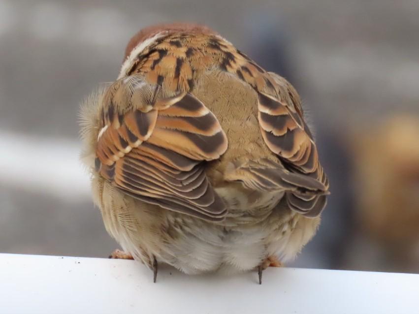 おちり！
#ちゅん活 #すずめ #bird