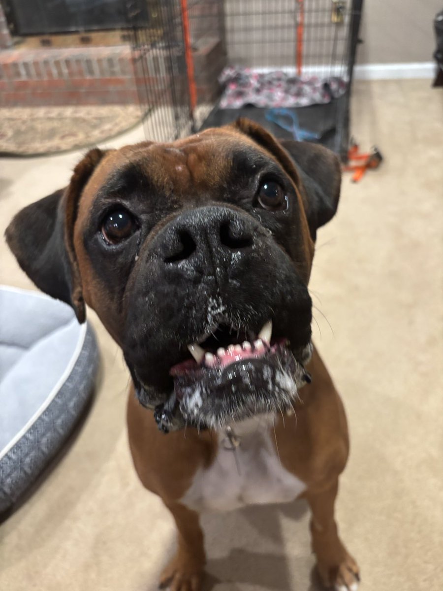 adopt_boxer's tweet photo. Marvin is doing great in his foster home in #Lansdale PA. This #boxerboy survived an Amish mill for 4 yrs. He now deserves a family to spoil him. He is housebroken and walks well on leash. Fully vetted. #boxerdogs #boxerdoglovers #boxerrescue #savingboxers #adoptables #rescuedogs https://t.co/QNElFSrFrS