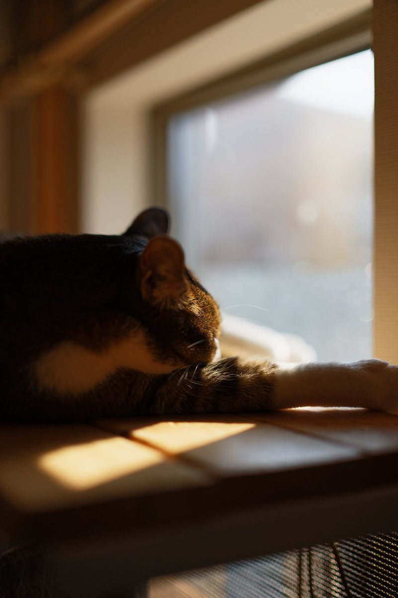 Post by ボブミヤン on X: #ねこの不定期便