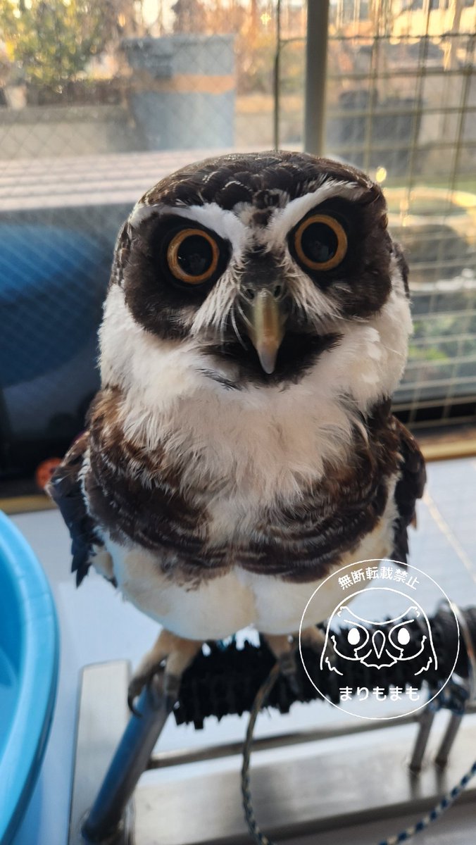 まりもまも (@marimomamo073) / Posts / X