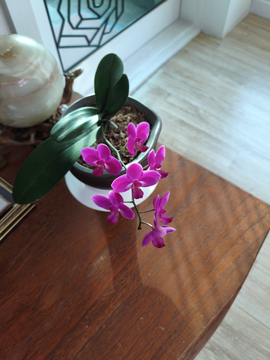 드디어일곱송이꽃