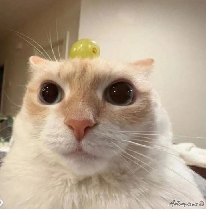 Dimitresco, beneviento, y y y que seguía?
twitch.tv/darkroxs?sr=a