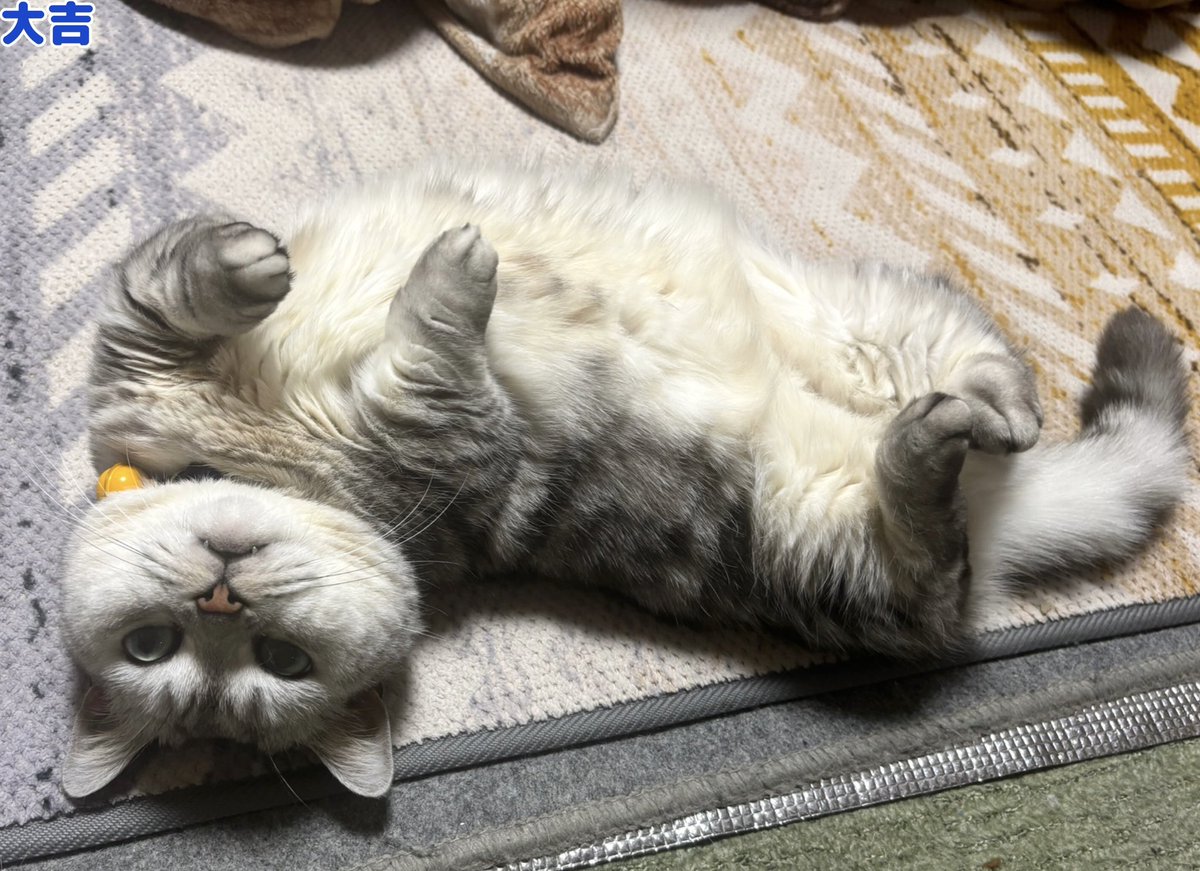 マンチカン大吉 Munchkin Daikichi (@Daikichi_0611) / Posts / X