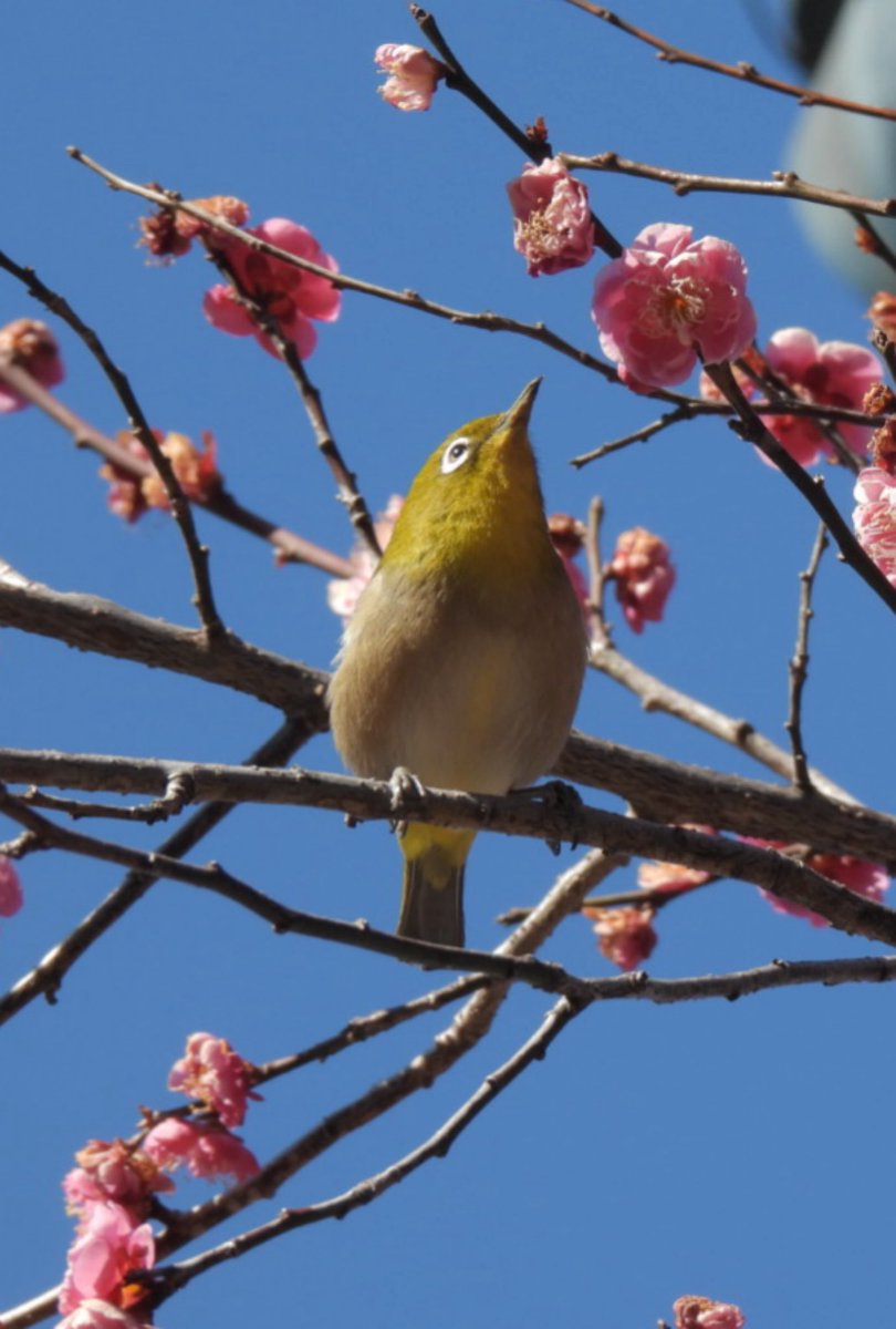 おはようございます！
入間市東町のラーメン一樹です

2月12日(木)通常通り営業します

限定B
辛味噌ラーメン950円

梅の花が綺麗に咲いてますね
本日もよろしくお願い致します！