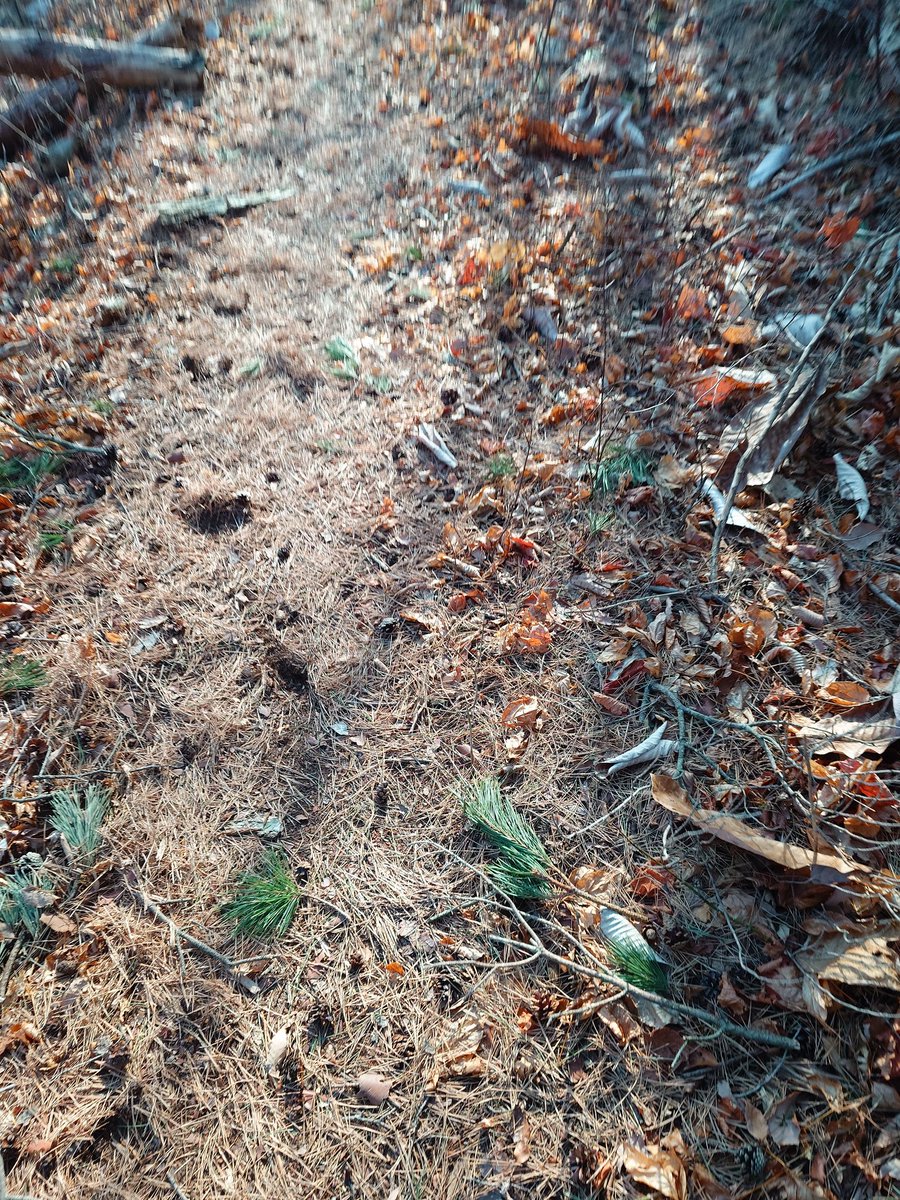 たこぽん🍃🌸🐟 tweet media