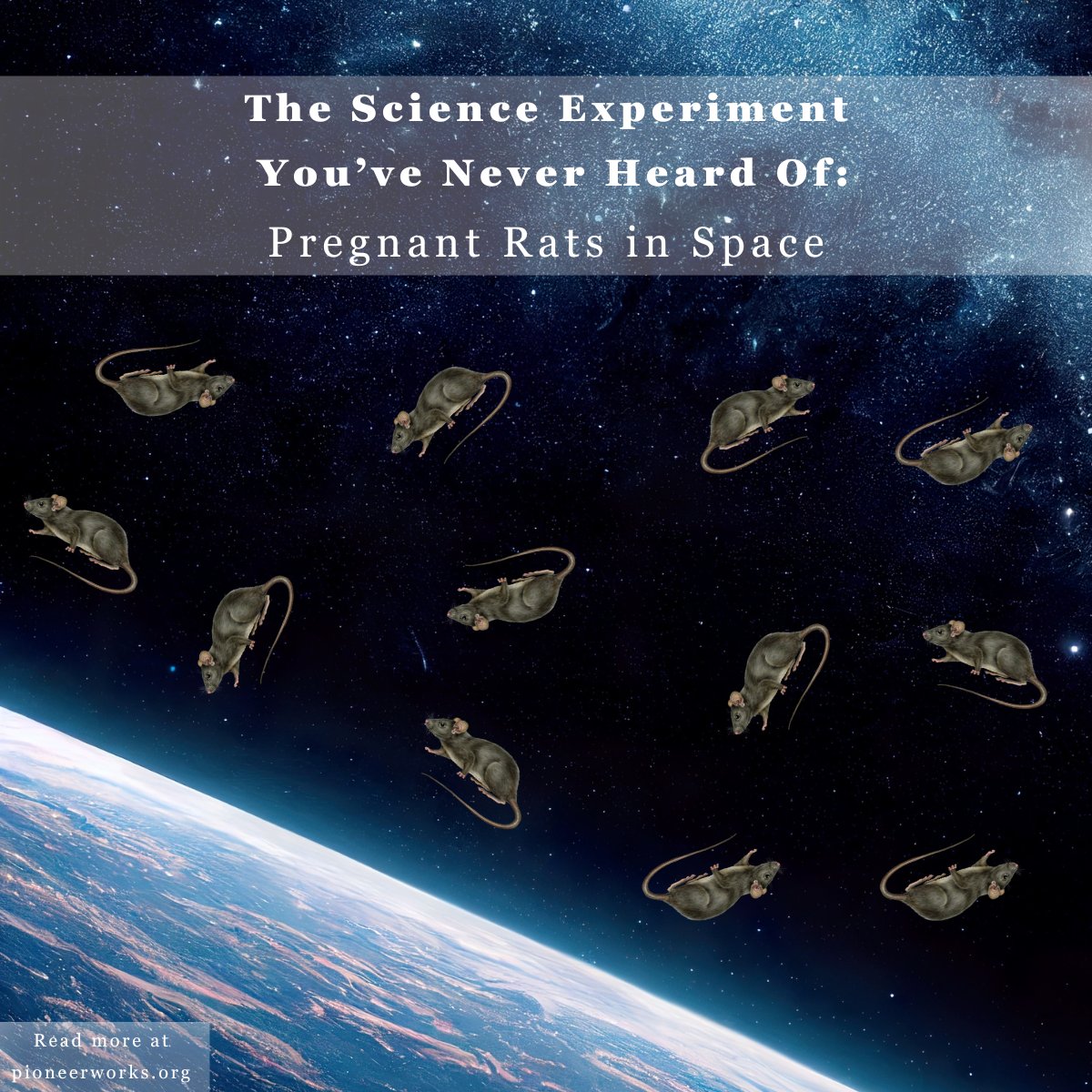 IU Psychological and Brain Sciences tweet media