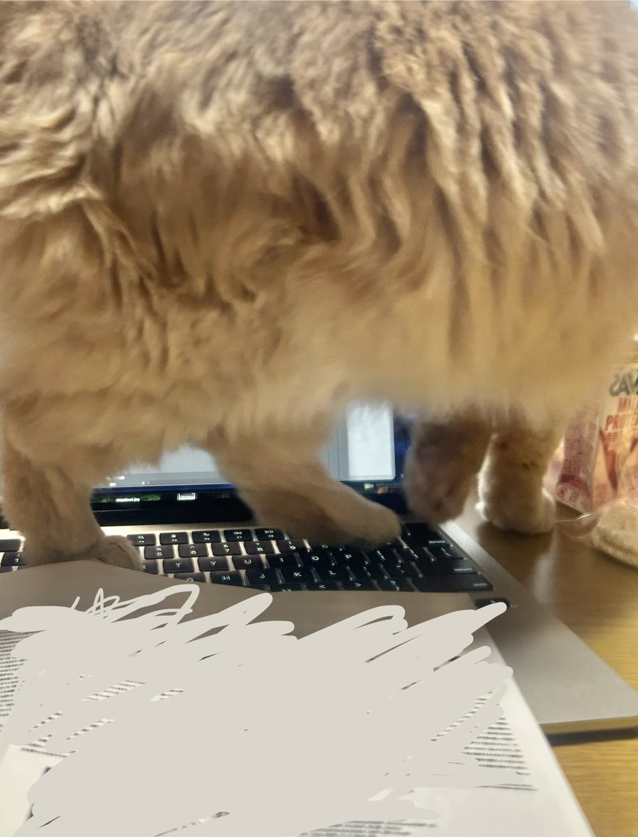 デザイン仕事で集中力要るぞ…という時にばかり一般参加猫監督が寄ってくるようになってしまい。

それでも、や、やるしかない