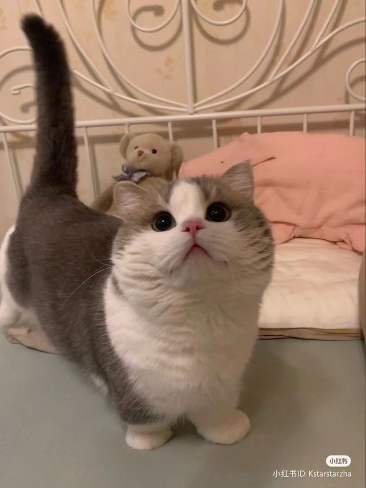 nekocatts's tweet image. 