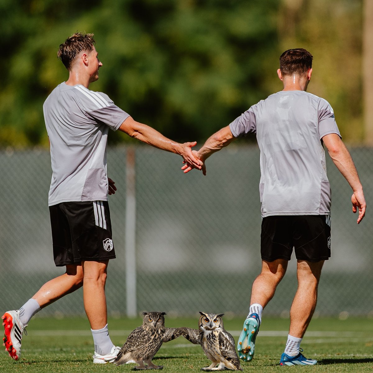 Owl CITY SC tweet media