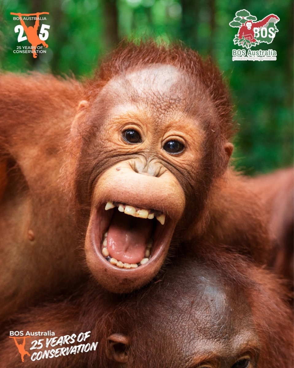 BOS Australia tweet media