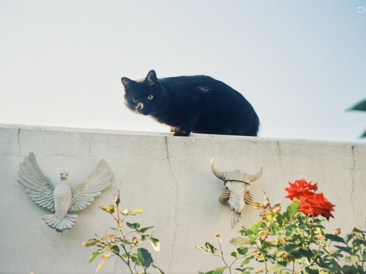 tercus (@tercuskuhnsis) on Twitter photo 