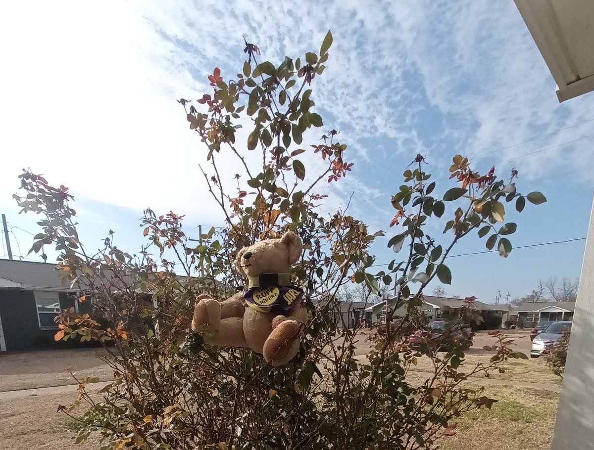 BogartSmith3's tweet image. Day 11 Inventer and that's what I am...see I have invented the rose bush ladder 🪜😀😅 #PostAFavPic4VioletFeb26 #teddybear
