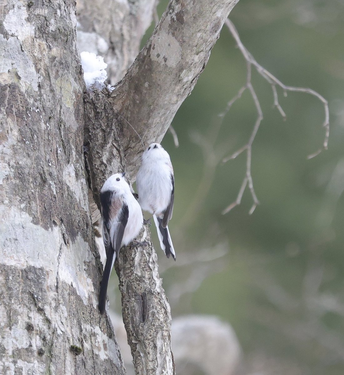 冬のふわふわシマエナガを
見れるのも今月いっぱいかな。
暖かい日は細っそりだし
ペアっぽい子も。
#シマエナガ　#北海道