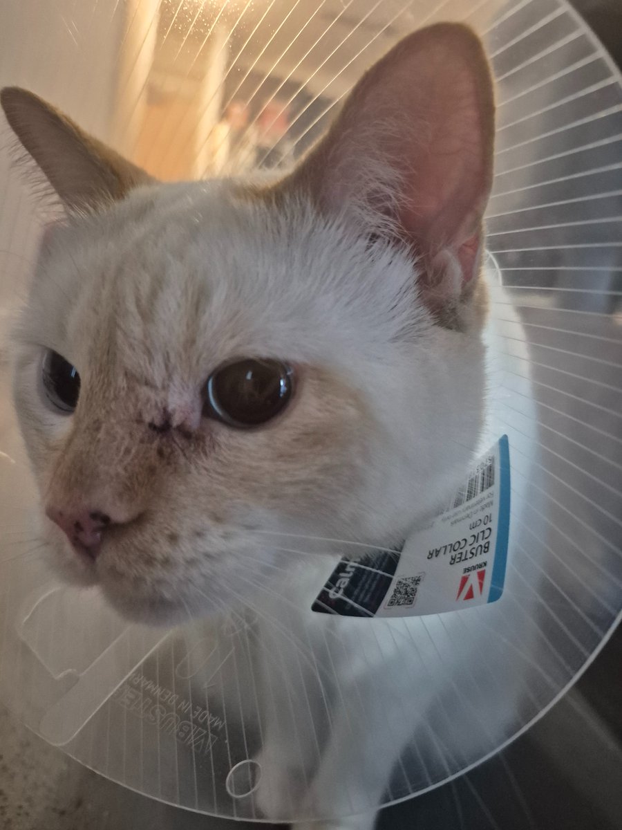 My Athena had her surgery today and is now home safe but loopy!